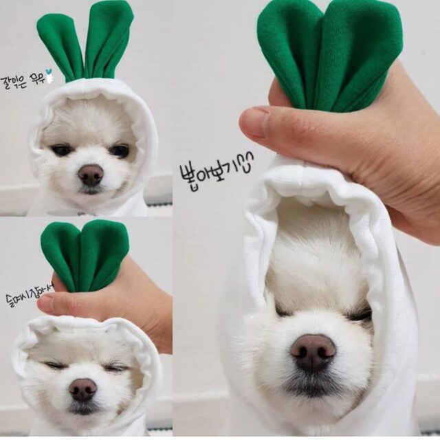 Fruit-Themed Dog Hoodie – Winter Fleece Coat for Small Breeds - Image 7