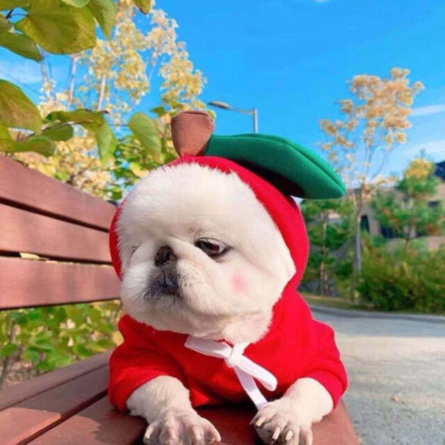 Fruit-Themed Dog Hoodie – Winter Fleece Coat for Small Breeds - Image 9