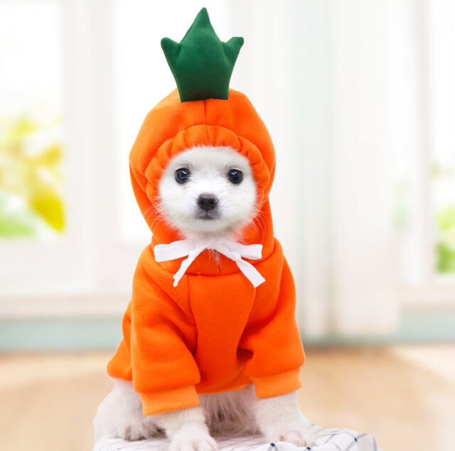 Fruit-Themed Dog Hoodie – Winter Fleece Coat for Small Breeds - Image 10