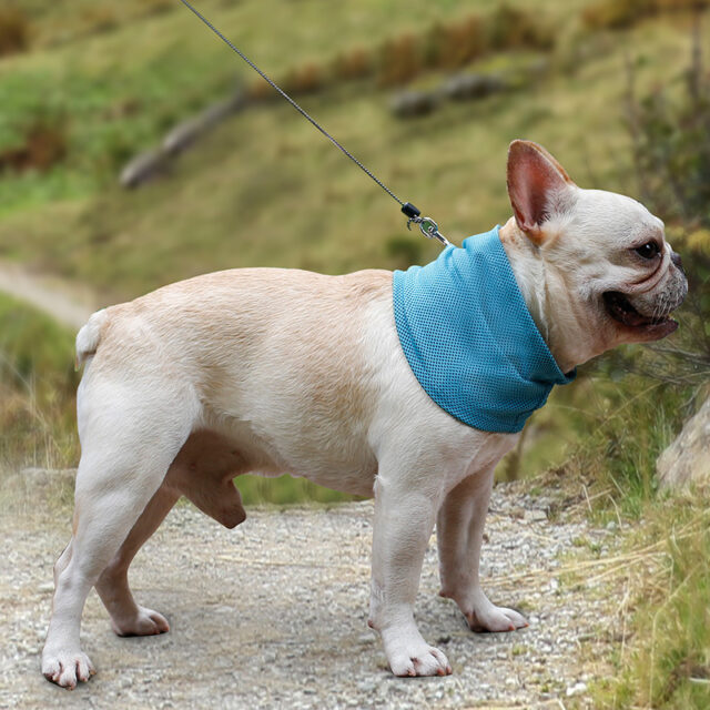 Instant Cooling Dog Bandana – Summer Pet Scarf & Towel Collar - Image 5