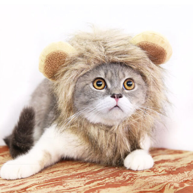 Funny Lion Mane Hat for Small Dogs & Cats – Pet Costume Cap